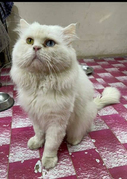 alpha male extreme punch face odd eye persian cat male for mating 0