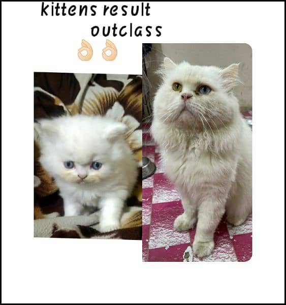 alpha male extreme punch face odd eye persian cat male for mating 1