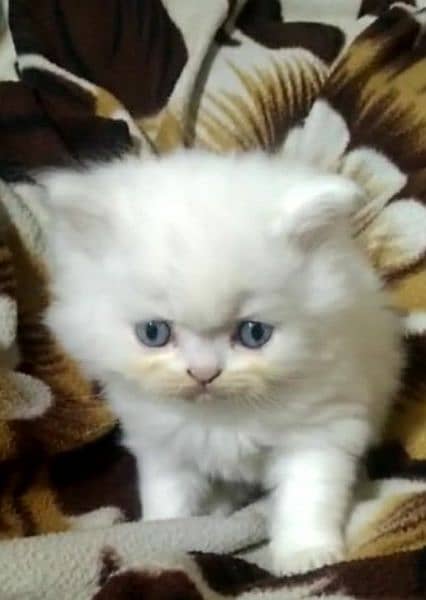 alpha male extreme punch face odd eye persian cat male for mating 5