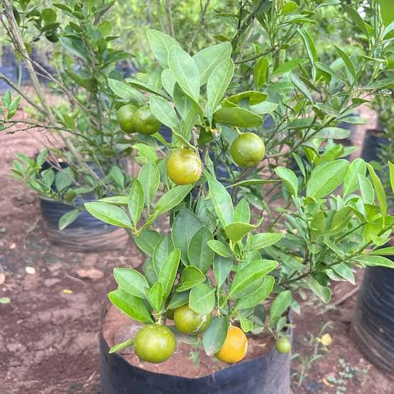 Plants Rose Lemon Orange Jasmine Guava Lush Green Growth 6 months age 2