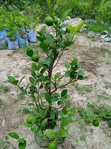 Plants Rose Lemon Orange Jasmine Guava Lush Green Growth 6 months age 3