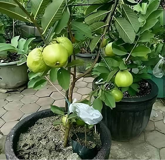 Plants Rose Lemon Orange Jasmine Guava Lush Green Growth 6 months age 6
