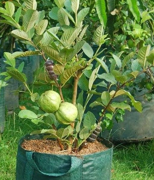 Plants Rose Lemon Orange Jasmine Guava Lush Green Growth 6 months age 7
