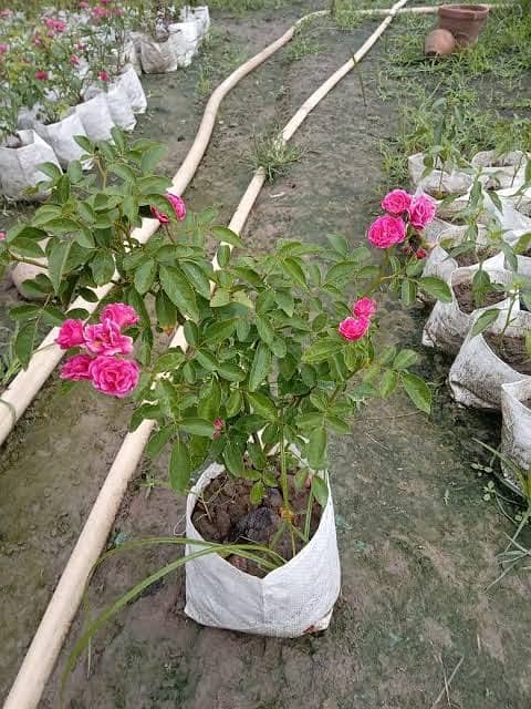 Plants Rose Lemon Orange Jasmine Guava Lush Green Growth 6 months age 8
