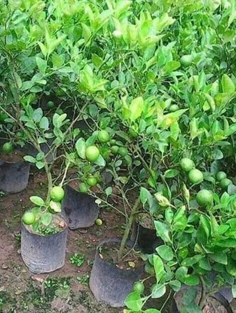 Plants Rose Lemon Orange Jasmine Guava Lush Green Growth 6 months age 9