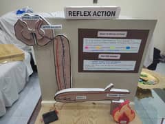 Reflex Action 3D Model