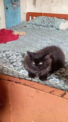 perican cat black colour douple coat