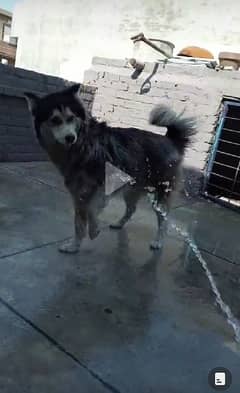 Siberian husky Female dog 0