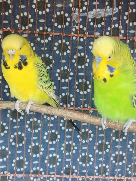 UnderSize king budgies breeding pair 0