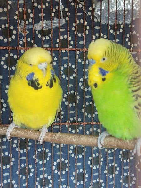 UnderSize king budgies breeding pair 1