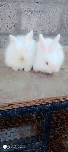 2 Pair Angora Rabbit Bunny age 4 month 0