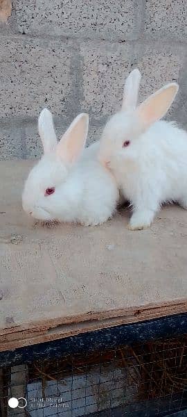 2 Pair Angora Rabbit Bunny age 4 month 1