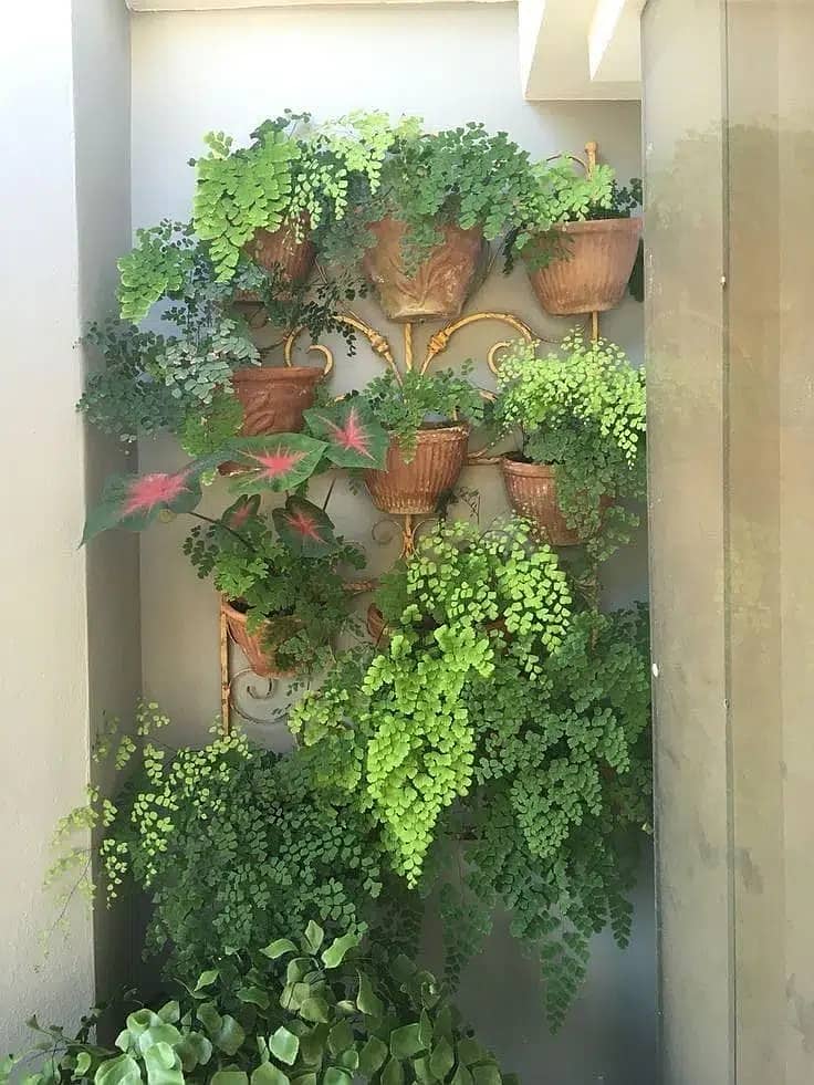 Al-Haider Nursery Indoor plansts Garden Decoration gardening metrail 7