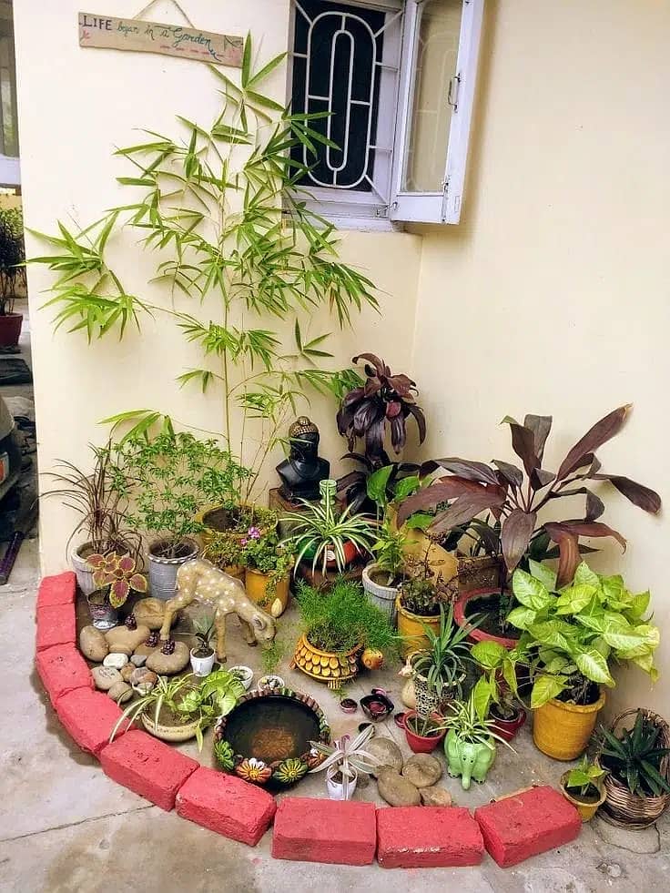 Al-Haider Nursery Indoor plansts Garden Decoration gardening metrail 6