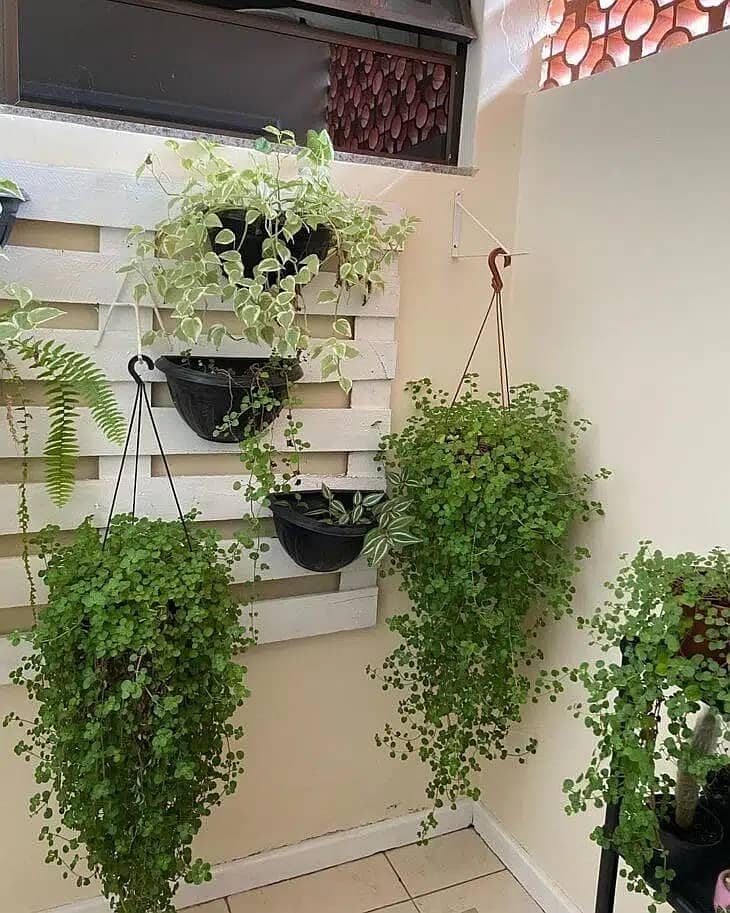 Al-Haider Nursery Indoor plansts Garden Decoration gardening metrail 7