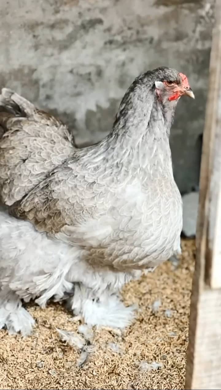 king size Heritage Australorp, Rir, Silver Wyandotte, brahma Chick 5