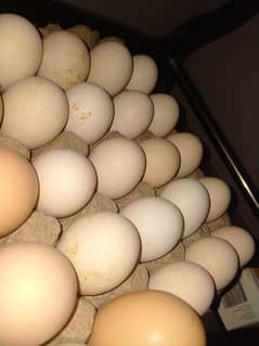 Austrolorp fertile eggs