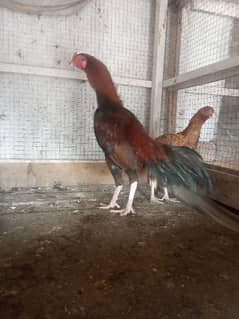 aseel breeder and chicks