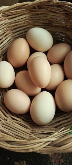desi fertile eggs , for eating as well as hatching chicks.