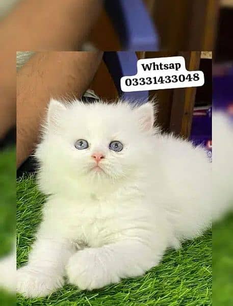 odd eyes white Persian kitten| Triple Coat|semi punch Face Persian cat 0