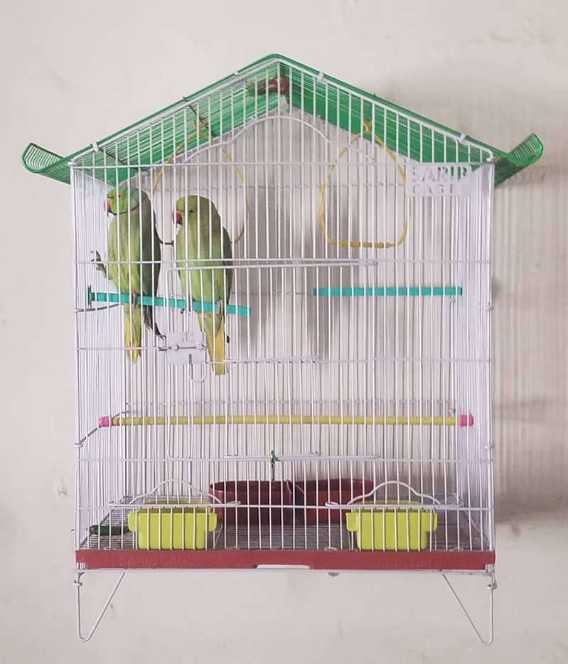 0346-1400171 Cage Pinjra Parrot Bajri Australian Tota Pahari Raw Green 7