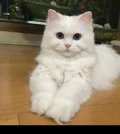 kitten persian