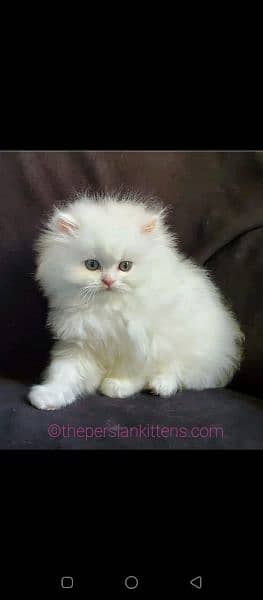 kitten persian 2