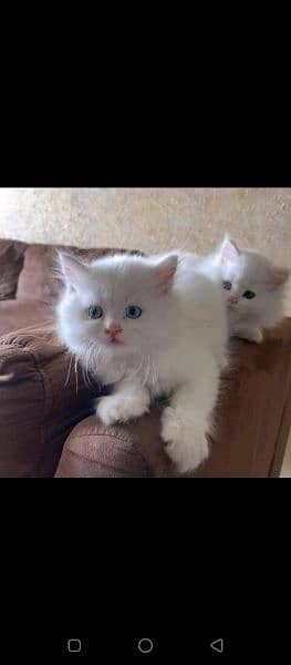 kitten persian 3