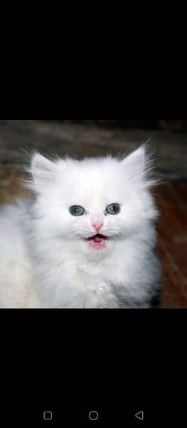 kitten persian 4