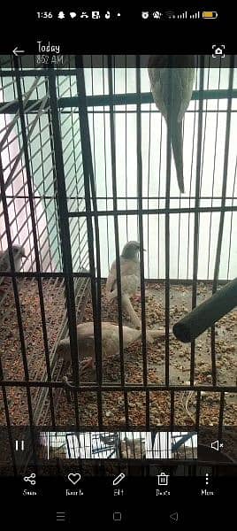 red pied dove pathey available age 2 months and 2 months 1