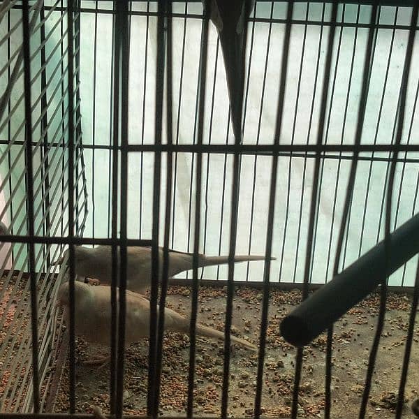 red pied dove pathey available age 2 months and 2 months 4