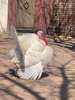 breedar turky bird & chicks