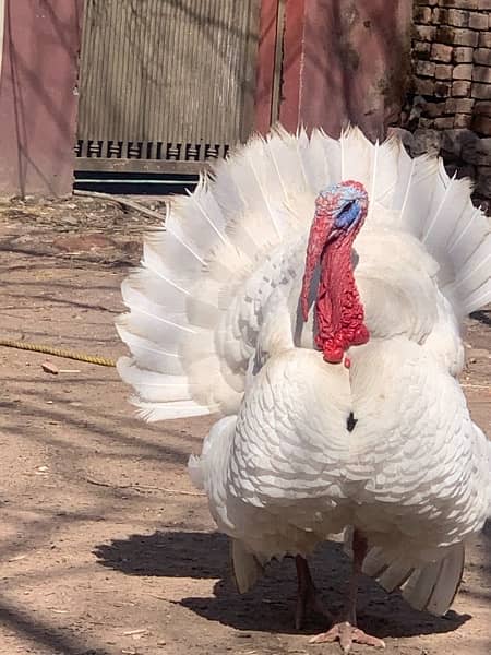 breedar turky bird male 10k pair 18k & chicks 5k 1