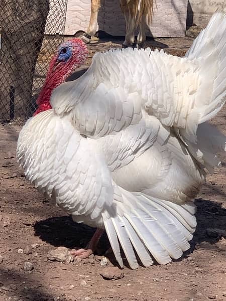 breedar turky bird male 10k pair 18k & chicks 5k 2