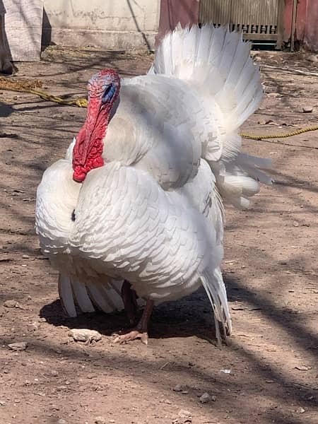 breedar turky bird male 10k pair 18k & chicks 5k 3