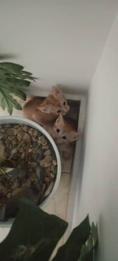 Kittens For adoption