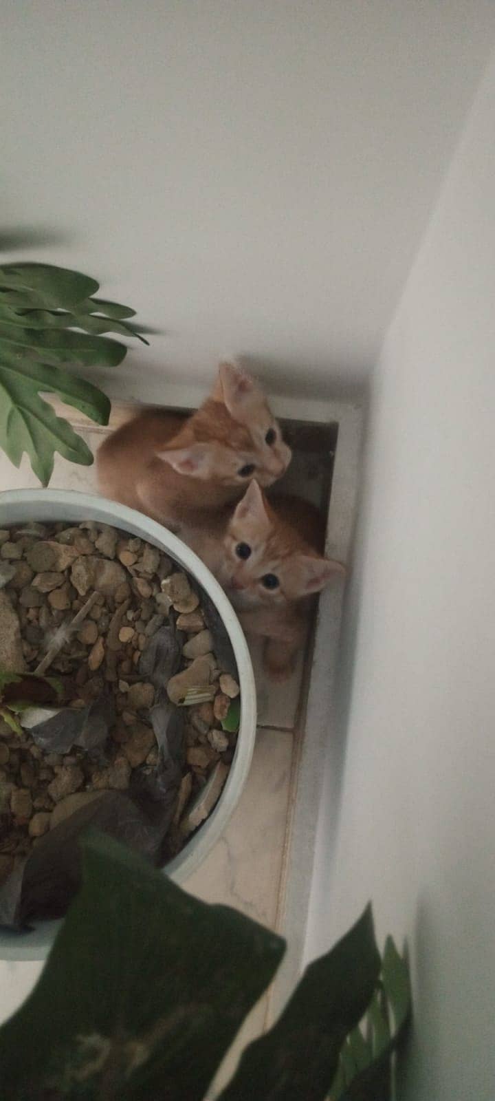 Kittens For adoption 0