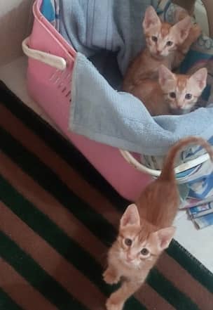 Kittens For adoption 1