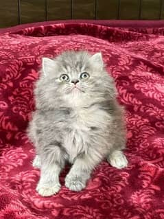 GIFT QUALITY CUTE PERSIAN KITTENS AVAILABLE
