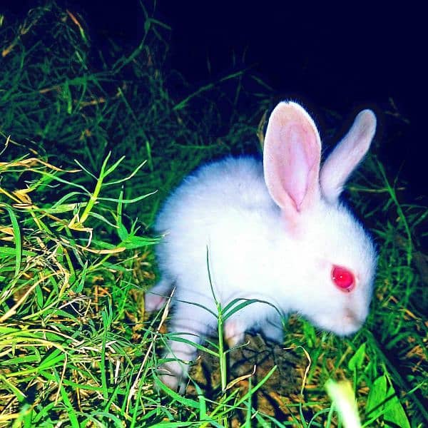 natherland rabbit baby nd full siz for sall 1