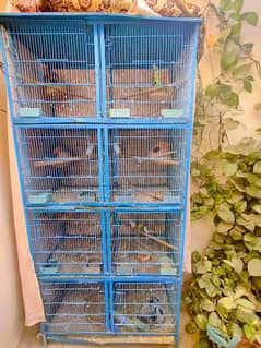 Australian Parrots With Complete Set of Pinjra/Cage. . .