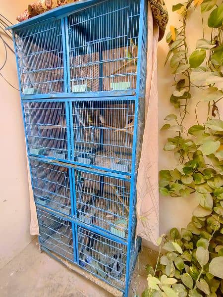 Australian Parrots With Complete Set of Pinjra/Cage. . . 1