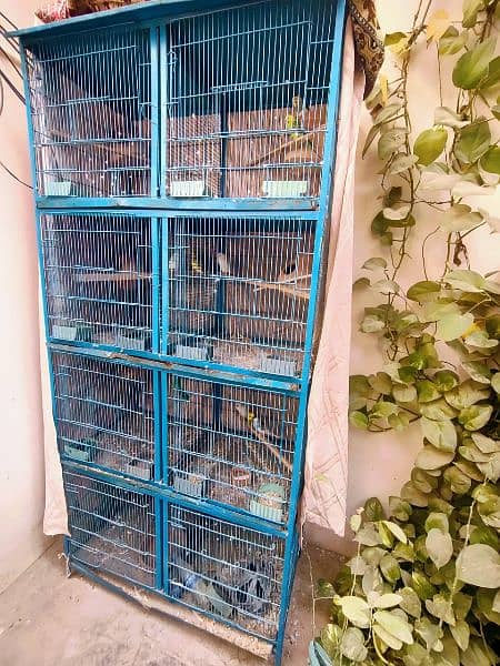 Australian Parrots With Complete Set of Pinjra/Cage. . . 2