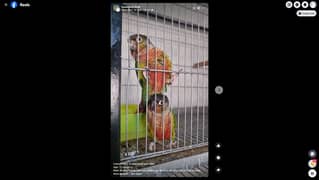 Conure ready to breed pair