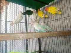 LOVE BIRDS FOR SALE IN LAHORE