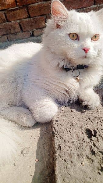 Persian cat for sale no 0349 040 3474 2