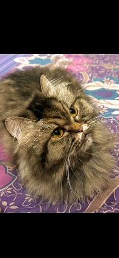 completely dewormed and vaccinated female Persian