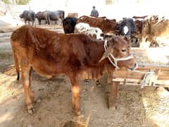 Palwani walay / Qurbani cow available here