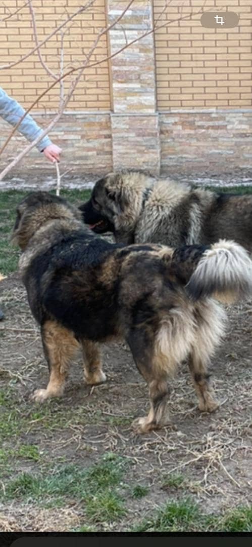 Caucasian Shepherd | Puppies | pedigree dogs | Confirm breeder 4