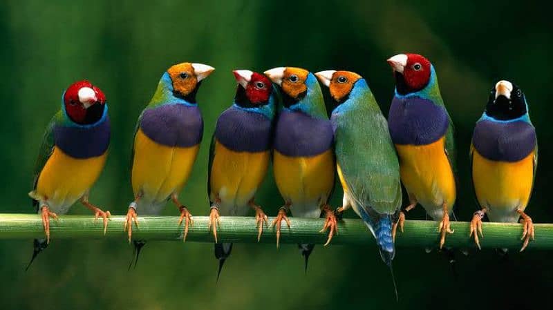 gouldian finches pathy avl 0